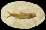 Fossil Fish (Knightia) With Floating Frame Case #109571-1